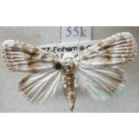 Meganola albula (Denis & Schiffermüller, 1775) Rezelia bielica Czech55k